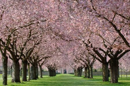 Die Kirschblüte im Schlossgarten